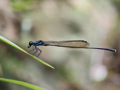 Prodasineura collaris