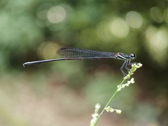 Prodasineura collaris