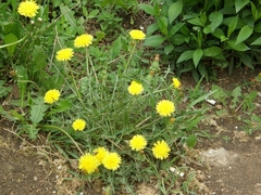 Taraxacum officinale