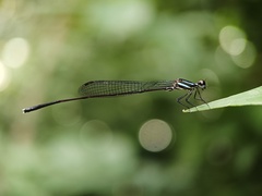 Prodasineura collaris