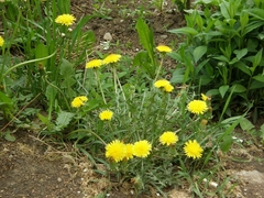 Taraxacum officinale
