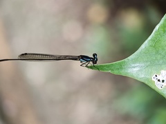 Prodasineura collaris
