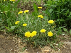 Taraxacum officinale