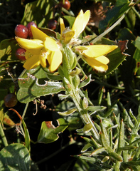 Genista hispanica