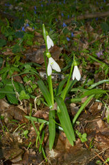 Galanthus lagodechianus