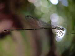 Amphicnemis gracilis