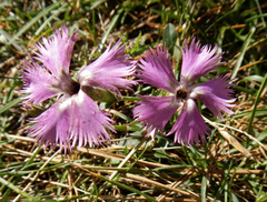 Dianthus hyssopifolius
