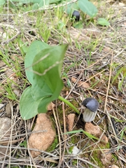Arisarum simorrhinum