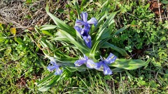 Iris planifolia
