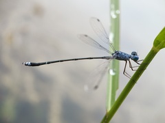 Lestes praemorsus