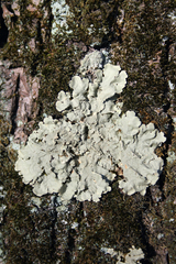 Flavoparmelia caperata