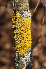 Xanthoria parietina