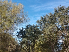 Pelecanus erythrorhynchos