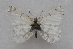 Euchloe daphalis