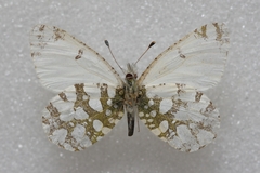 Euchloe daphalis