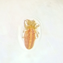 Larinia lineata