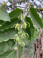 Cananga odorata