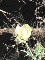 Argemone ochroleuca