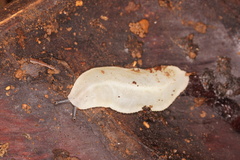 Pseudoveronicella thomensis