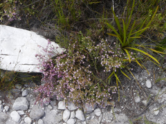 Erica ericoides