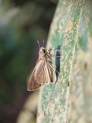 Pelopidas mathias mathias