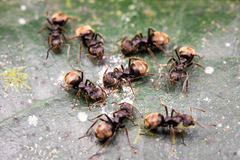 Dolichoderus bispinosus