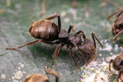Dolichoderus bispinosus