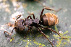 Dolichoderus bispinosus