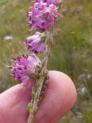 Erica ericoides