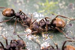Dolichoderus bispinosus