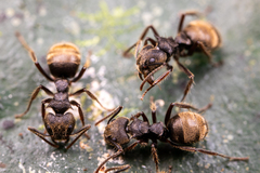 Dolichoderus bispinosus