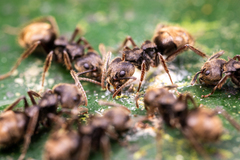 Dolichoderus bispinosus