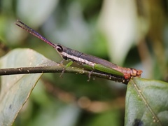 Mitricephala milleri