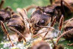 Dolichoderus bispinosus
