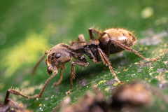 Dolichoderus bispinosus