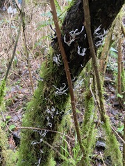 Xylaria hypoxylon