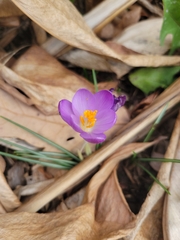 Crocus tommasinianus