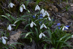 Galanthus lagodechianus