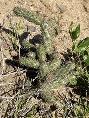 Cylindropuntia