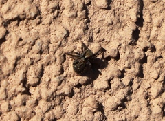 Pseudeuophrys lanigera