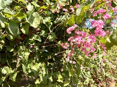 Antigonon leptopus