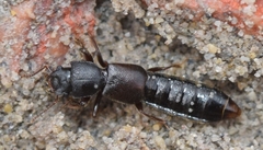 Bledius