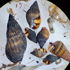 Nassarius foveolatus