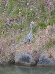 Ardea cinerea