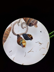 Nassarius foveolatus
