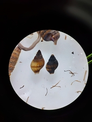 Nassarius foveolatus