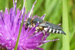 Coelioxys conoideus