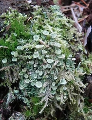 Cladonia fimbriata