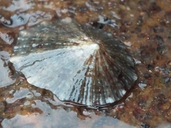 Patella ulyssiponensis