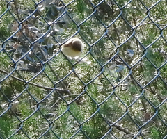 Phylloscopus
